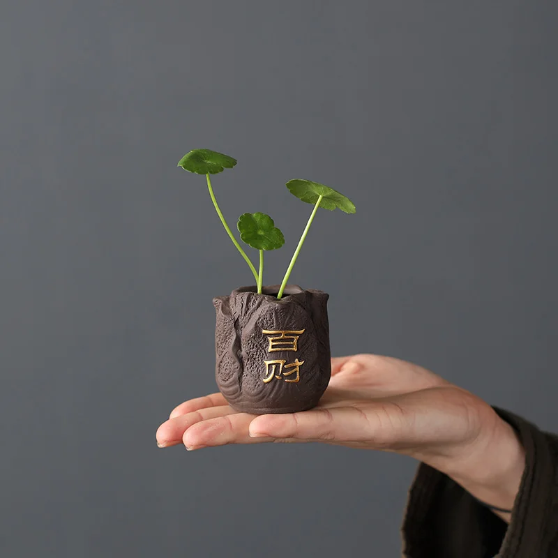 Yaratıcı mor kil çay Pet parma - Bonsai Garden Mini incelemesi ve fiyatı