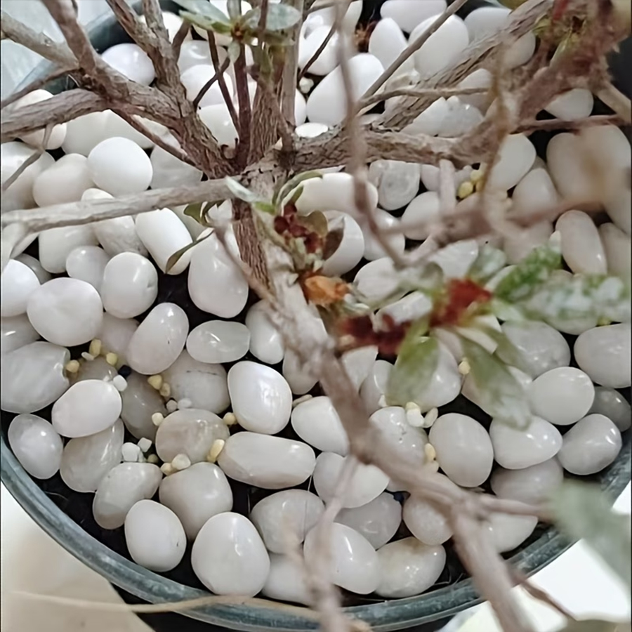 300/600g Cilalı Beyaz Çakıl Ta - Bonsai Rock Garden incelemesi ve fiyatı