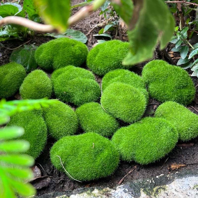 5/30 adet Simülasyon Yosun Taş - Bonsai Rock Garden incelemesi ve fiyatı