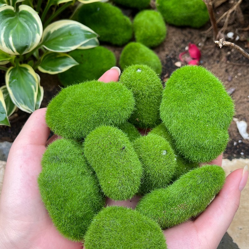 5/30 adet Simülasyon Yosun Taş - Bonsai Rock Garden incelemesi ve fiyatı