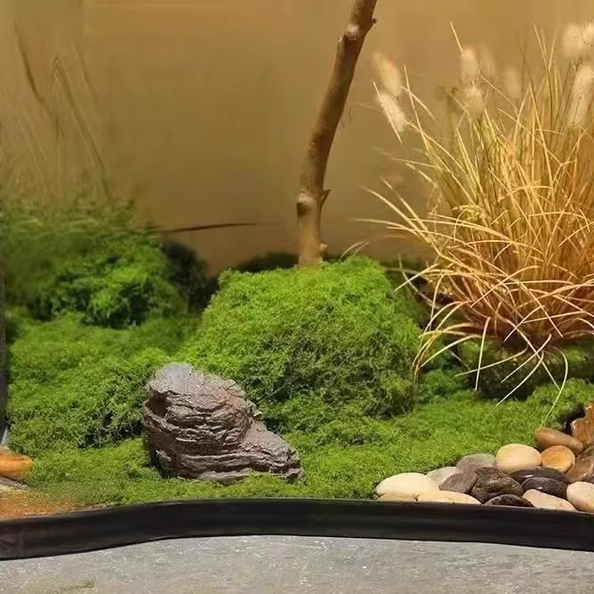 200g Ebedi Yaşam Yosun DIY El  - Bonsai Garden Mini incelemesi ve fiyatı