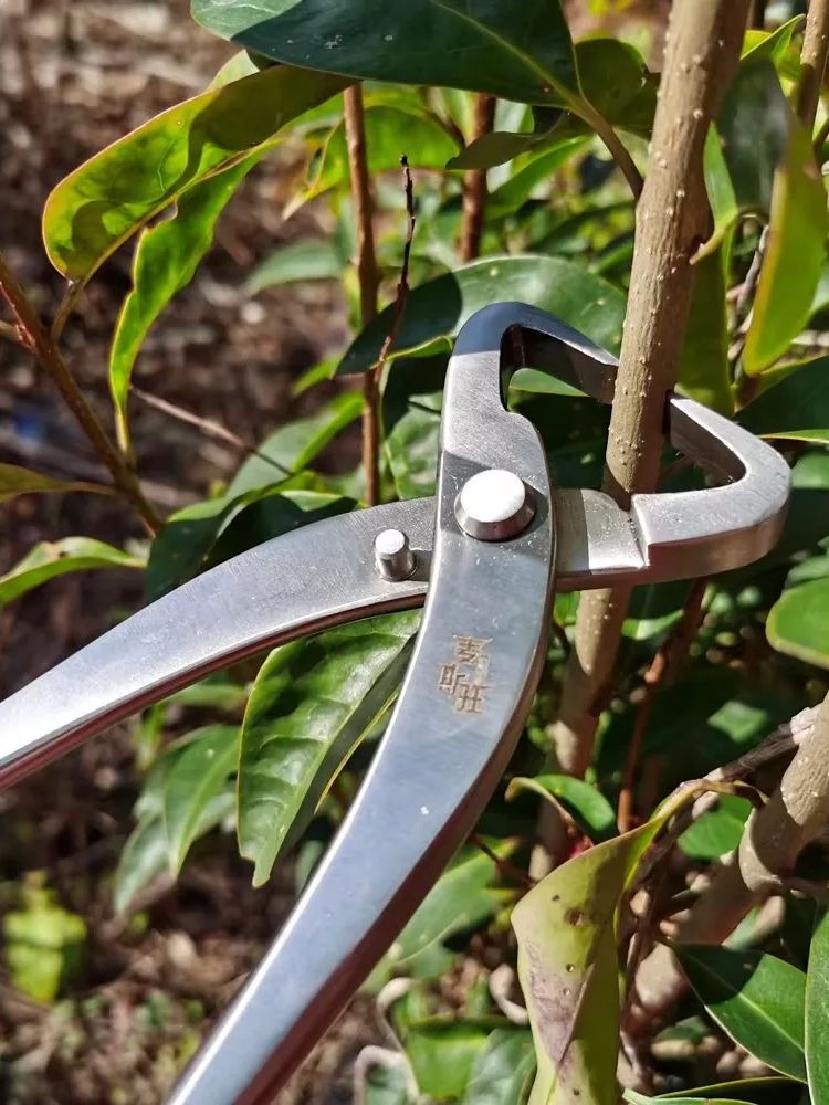 Profesyonel Bonsai Alet Seti Y - Concave Branch Cutter incelemesi ve fiyatı